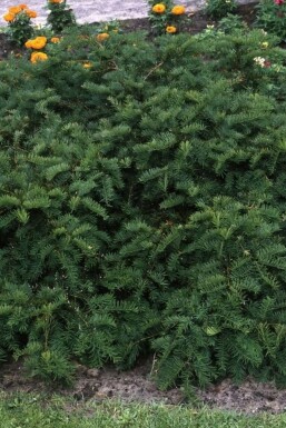 Yew Taxus baccata 'Repandens' shrub 20-30 pot C2