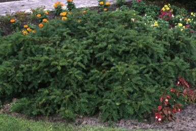 Yew Taxus baccata 'Repandens' shrub 20-30 pot C2