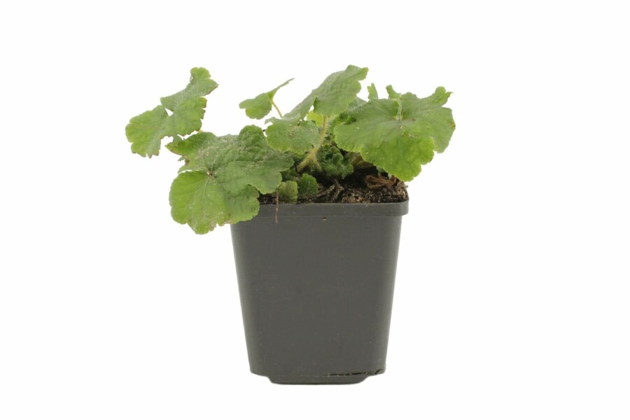 Fringe cups Tellima grandiflora 5-10 pot P9 Tellima grandiflora