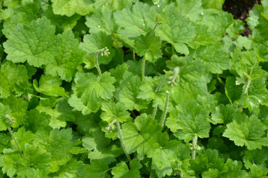 Fringe cups Tellima grandiflora 5-10 pot P9 Tellima grandiflora