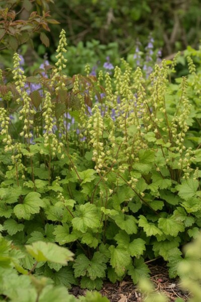 Fringe cups Rubra Group Tellima grandiflora 'Rubra' 5-10 pot P9 Tellima grandiflora 'Rubra'