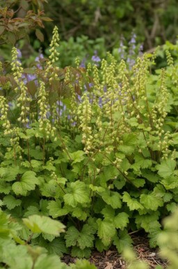 Fringe cups Rubra Group Tellima grandiflora 'Rubra' 5-10 pot P9 Tellima grandiflora 'Rubra'