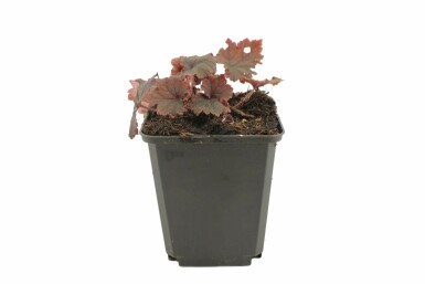 Fringe cups Rubra Group Tellima grandiflora 'Rubra' 5-10 pot P9 Tellima grandiflora 'Rubra'