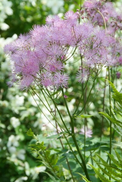 French meadow rue Thalictrum aquilegiifolium 5-10 pot P9 Thalictrum aquilegiifolium
