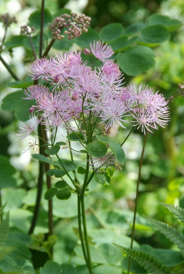 French meadow rue Thalictrum aquilegiifolium 5-10 pot P9 Thalictrum aquilegiifolium
