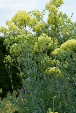 Glaucous-leaved yellow meadow rue Thalictrum flavum subsp. glaucum 5-10 pot P9