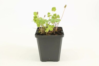 Glaucous-leaved yellow meadow rue Thalictrum flavum subsp. glaucum 5-10 pot P9 Thalictrum flavum subsp. glaucum
