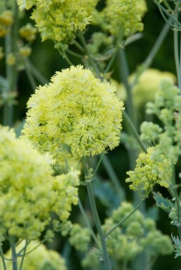 Glaucous-leaved yellow meadow rue Thalictrum flavum subsp. glaucum 5-10 pot P9