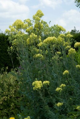 Glaucous-leaved yellow meadow rue Thalictrum flavum subsp. glaucum 5-10 pot P9