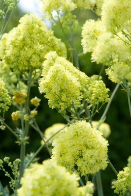 Glaucous-leaved yellow meadow rue Thalictrum flavum subsp. glaucum 5-10 pot P9