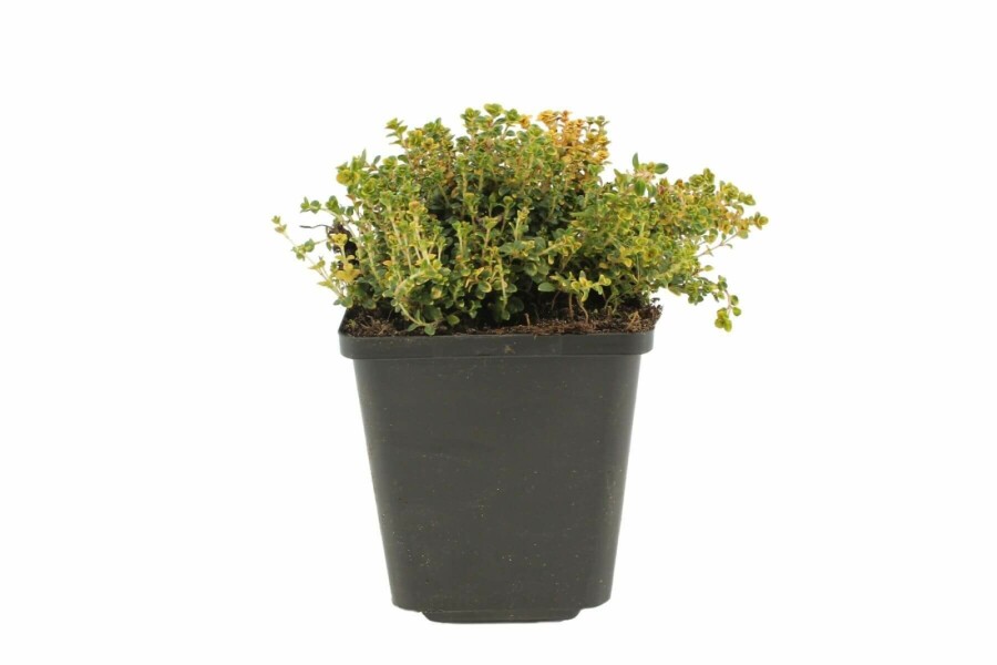 Thyme Thymus 'Doone Valley' 5-10 pot P9 Thymus 'Doone Valley'