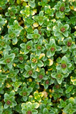 Thyme Thymus 'Doone Valley' 5-10 pot P9 Thymus 'Doone Valley'