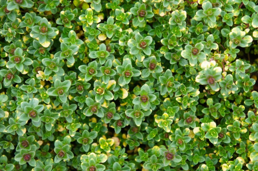 Thyme Thymus 'Doone Valley' 5-10 pot P9 Thymus 'Doone Valley'