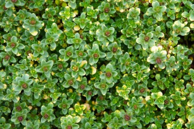 Thyme Thymus 'Doone Valley' 5-10 pot P9 Thymus 'Doone Valley'