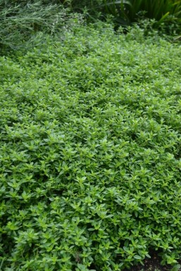 Golden large thyme Thymus × citriodorus 'Aureus' 5-10 pot P9 Thymus × citriodorus 'Aureus'