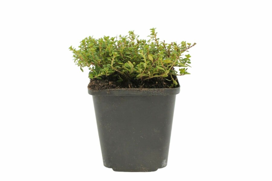 Golden large thyme Thymus × citriodorus 'Aureus' 5-10 pot P9 Thymus × citriodorus 'Aureus'