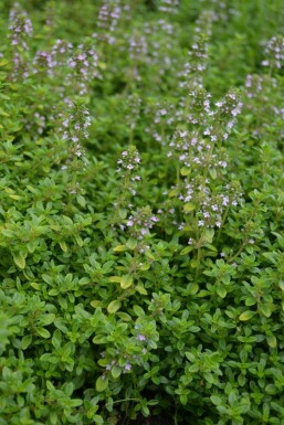 Lemon thyme Thymus × citriodorus 'Bertram Anderson' 5-10 pot P9 Thymus × citriodorus 'Bertram Anderson'