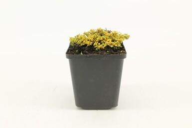 Lemon thyme Thymus × citriodorus 'Bertram Anderson' 5-10 pot P9 Thymus × citriodorus 'Bertram Anderson'