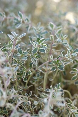 Lemon thyme Thymus × citriodorus 'Silver Queen' 5-10 pot P9