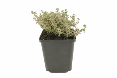 Lemon thyme Thymus × citriodorus 'Silver Queen' 5-10 pot P9 Thymus × citriodorus 'Silver Queen'