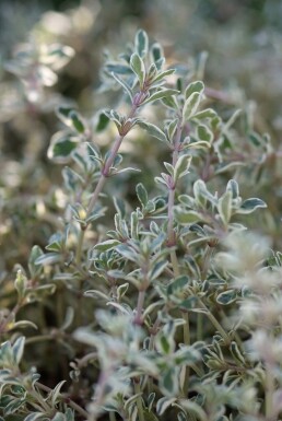 Lemon thyme Thymus × citriodorus 'Silver Queen' 5-10 pot P9 Thymus × citriodorus 'Silver Queen'