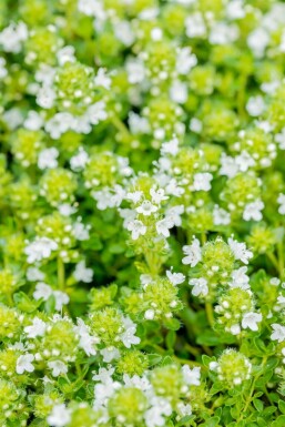 Creeping thyme Thymus praecox 'Albiflorus' 5-10 pot P9