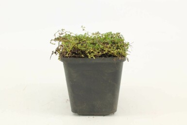 Creeping thyme Thymus praecox 'Albiflorus' 5-10 pot P9 Thymus praecox 'Albiflorus'