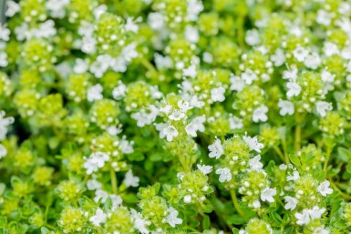 Creeping thyme Thymus praecox 'Albiflorus' 5-10 pot P9