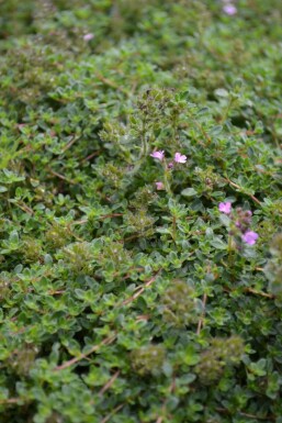 Thyme Coccineus Group Thymus praecox 'Coccineus' 5-10 pot P9 Thymus praecox 'Coccineus'