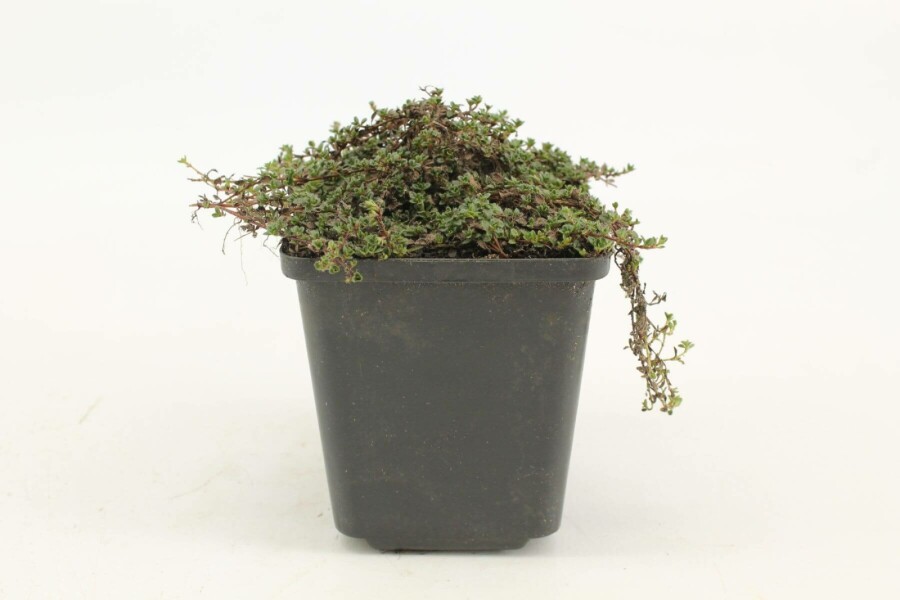 Thyme Coccineus Group Thymus praecox 'Coccineus' 5-10 pot P9 Thymus praecox 'Coccineus'