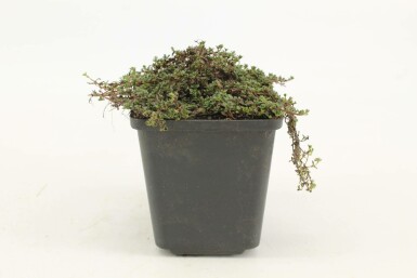 Thyme Coccineus Group Thymus praecox 'Coccineus' 5-10 pot P9