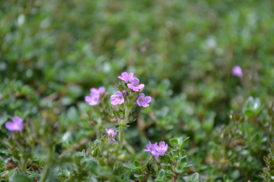 Thyme Coccineus Group Thymus praecox 'Coccineus' 5-10 pot P9 Thymus praecox 'Coccineus'