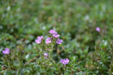 Thyme Coccineus Group Thymus praecox 'Coccineus' 5-10 pot P9 Thymus praecox 'Coccineus'
