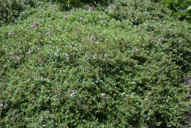 Thyme Coccineus Group Thymus praecox 'Coccineus' 5-10 pot P9 Thymus praecox 'Coccineus'