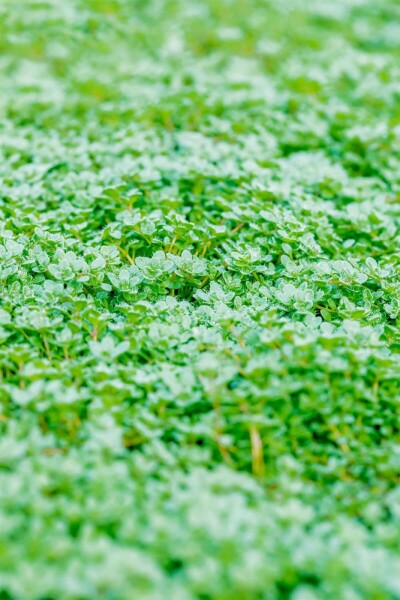 Thyme Thymus praecox 'Minor' 5-10 pot P9 Thymus praecox 'Minor'