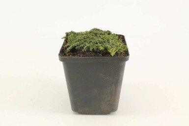 Thyme Thymus praecox 'Minor' 5-10 pot P9 Thymus praecox 'Minor'