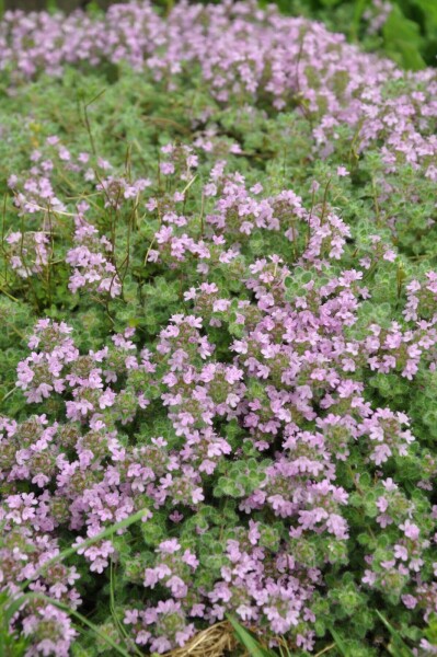 Creeping thyme Thymus praecox 'Pseudolanuginosus' 5-10 pot P9 Thymus praecox 'Pseudolanuginosus'