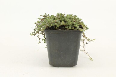 Creeping thyme Thymus praecox 'Pseudolanuginosus' 5-10 pot P9 Thymus praecox 'Pseudolanuginosus'