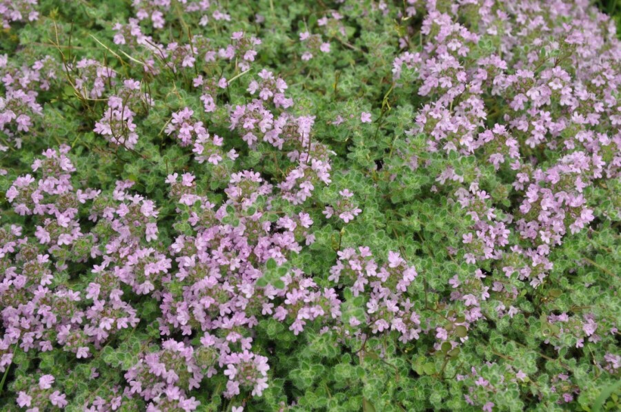 Creeping thyme Thymus praecox 'Pseudolanuginosus' 5-10 pot P9 Thymus praecox 'Pseudolanuginosus'