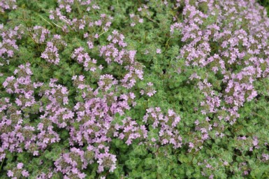Creeping thyme Thymus praecox 'Pseudolanuginosus' 5-10 pot P9 Thymus praecox 'Pseudolanuginosus'