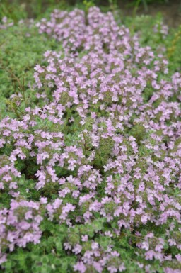 Creeping thyme Thymus praecox 'Pseudolanuginosus' 5-10 pot P9 Thymus praecox 'Pseudolanuginosus'