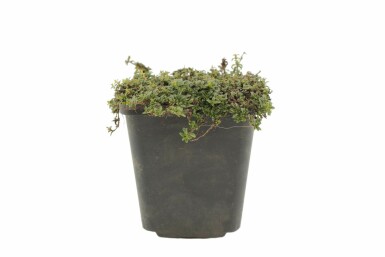 Thyme Thymus praecox 'Purple Beauty' 5-10 pot P9 Thymus praecox 'Purple Beauty'