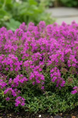 Thyme Thymus praecox 'Purple Beauty' 5-10 pot P9 Thymus praecox 'Purple Beauty'