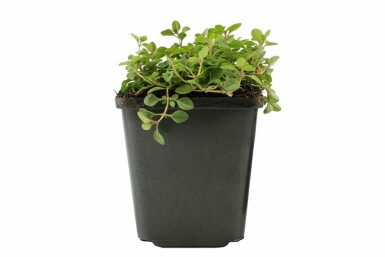 Breckland thyme Thymus serpyllum 5-10 pot P9 Thymus serpyllum