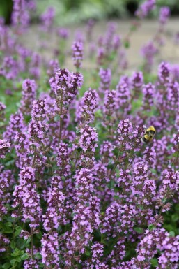 Breckland thyme Thymus serpyllum 5-10 pot P9