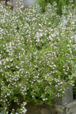 Common thyme Thymus vulgaris 5-10 pot P9