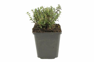 Common thyme Thymus vulgaris 5-10 pot P9