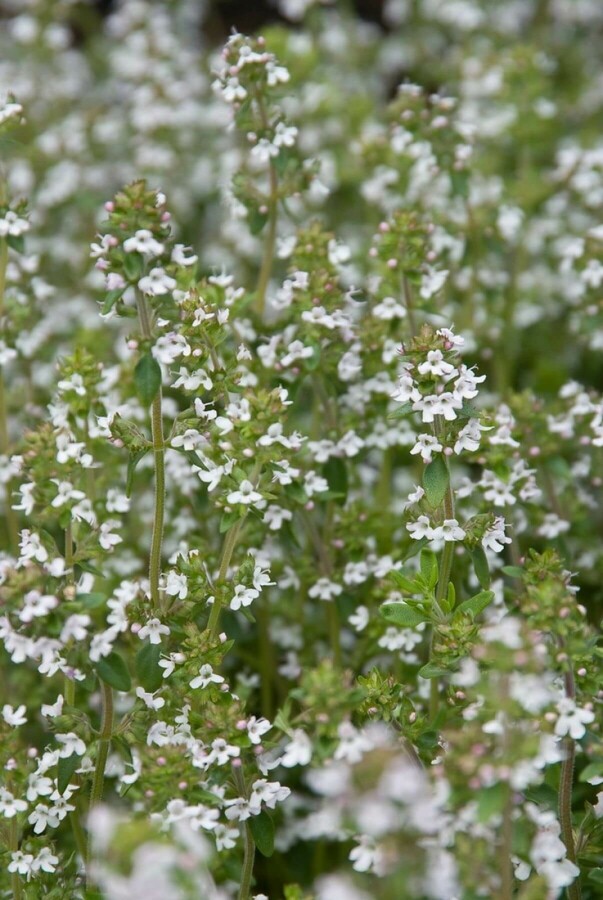Common thyme Thymus vulgaris 5-10 pot P9 Thymus vulgaris