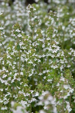 Common thyme Thymus vulgaris 5-10 pot P9 Thymus vulgaris
