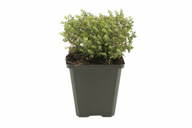 Common thyme Thymus vulgaris 'Compactus' 5-10 pot P9 Thymus vulgaris 'Compactus'